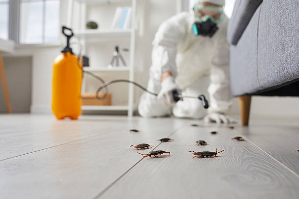 Commercial Rodent Management in North El Monte